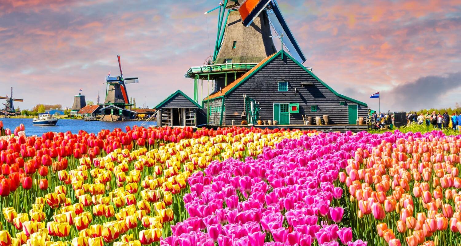 Ветрянные мельницы и тюльпаны Голландии